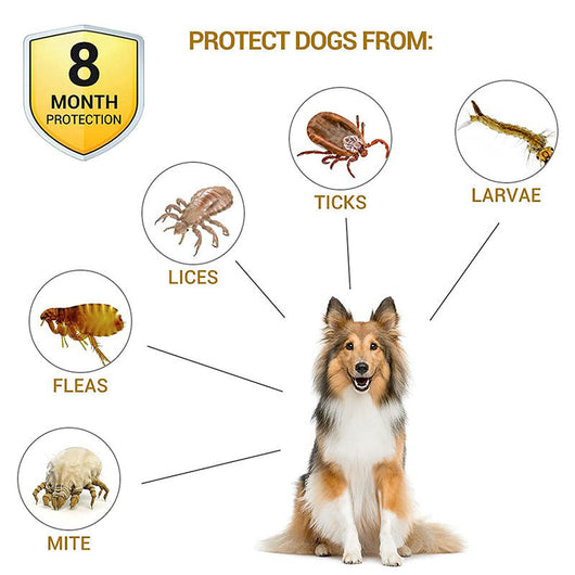 Flea Collar