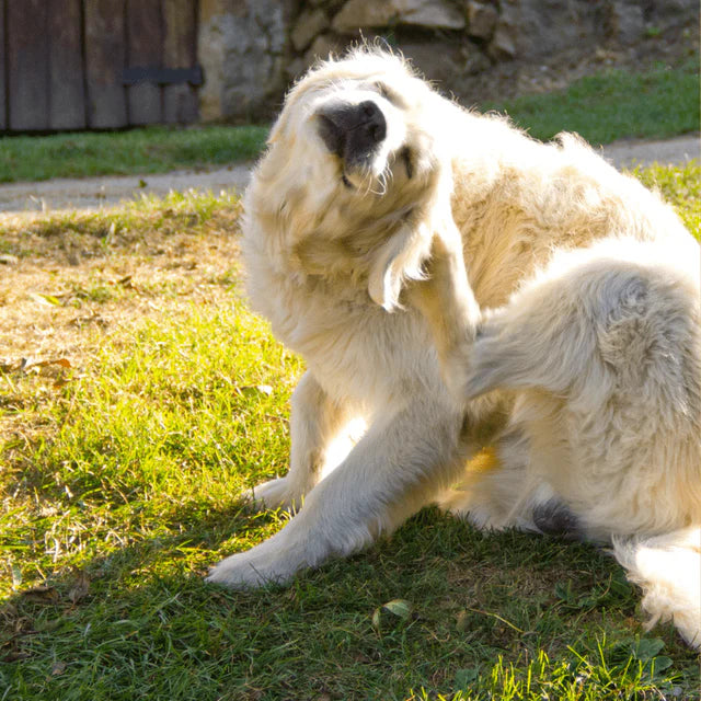 K9-B1 Gut-to-Ear Daily Defense