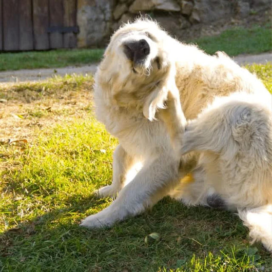 K9-B1 Gut-to-Skin Daily Defense
