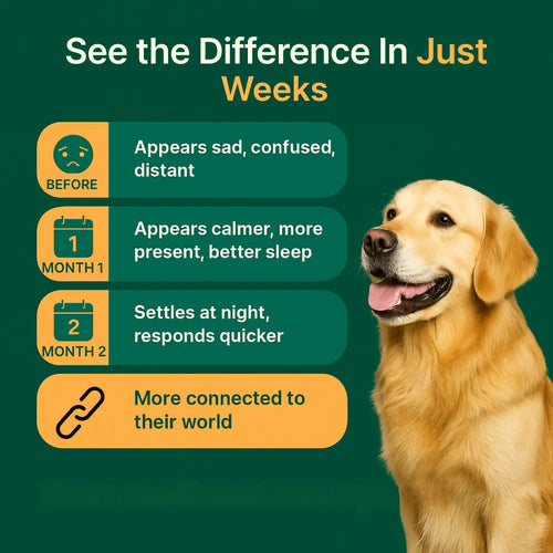 NeuroClean™ - Senior Dog Brain Support